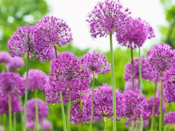 Allium Bulbs