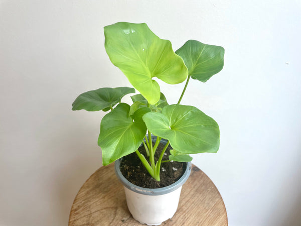 4” Philodendron selloum “Hope”