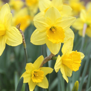 Daffodil Bulbs – A Greener Place