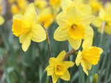 Daffodil Bulbs