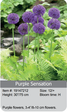 Load image into Gallery viewer, Allium Bulbs