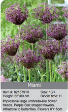 Load image into Gallery viewer, Allium Bulbs