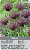 Allium Bulbs