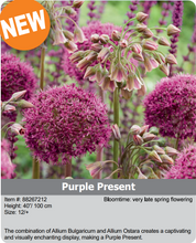 Load image into Gallery viewer, Allium Bulbs