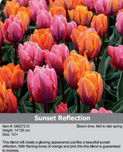 Load image into Gallery viewer, Tulip Bulbs