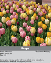 Load image into Gallery viewer, Tulip Bulbs