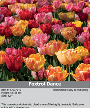 Load image into Gallery viewer, Tulip Bulbs