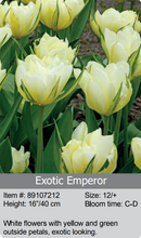 Load image into Gallery viewer, Tulip Bulbs