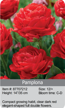 Load image into Gallery viewer, Tulip Bulbs