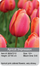 Load image into Gallery viewer, Tulip Bulbs