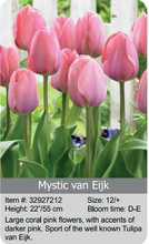 Load image into Gallery viewer, Tulip Bulbs