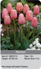 Load image into Gallery viewer, Tulip Bulbs