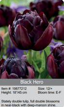 Load image into Gallery viewer, Tulip Bulbs