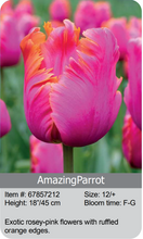Load image into Gallery viewer, Tulip Bulbs