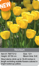 Load image into Gallery viewer, Tulip Bulbs