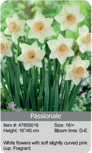 Load image into Gallery viewer, Daffodil Bulbs