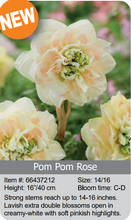 Load image into Gallery viewer, Daffodil Bulbs