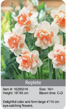 Load image into Gallery viewer, Daffodil Bulbs