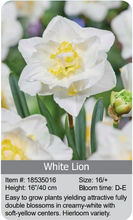 Load image into Gallery viewer, Daffodil Bulbs