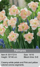 Load image into Gallery viewer, Daffodil Bulbs