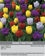 Load image into Gallery viewer, Tulip Bulbs