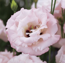 Load image into Gallery viewer, 2026 LISIANTHUS Seedling Pre-Order
