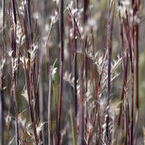 Little Bluestem Grass Seeds