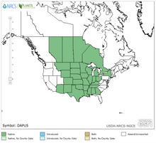 Load image into Gallery viewer, Purple Prairie Clover Seeds