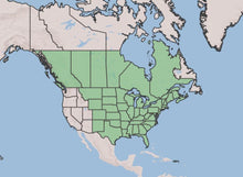 Load image into Gallery viewer, Grey Goldenrod Seed