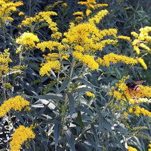 Load image into Gallery viewer, Grey Goldenrod Seed