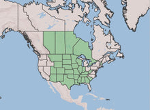 Load image into Gallery viewer, White Prairie Clover Seeds