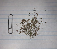 Prairie Smoke Seeds