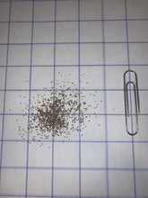 Load image into Gallery viewer, Grey Goldenrod Seed