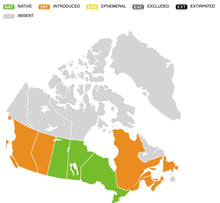 Load image into Gallery viewer, Black Eyed Susan Seeds