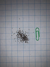 Load image into Gallery viewer, Wild Bergamot Seeds