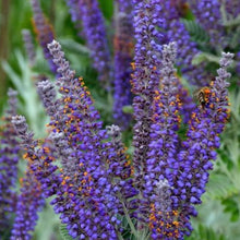 Load image into Gallery viewer, Leadplant Seeds