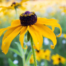 Load image into Gallery viewer, Black Eyed Susan Seeds