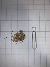 Load image into Gallery viewer, Purple Prairie Clover Seeds