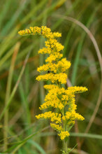 Load image into Gallery viewer, Grey Goldenrod Seed