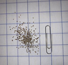 Load image into Gallery viewer, White Prairie Clover Seeds