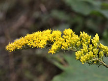 Load image into Gallery viewer, Grey Goldenrod Seed