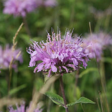 Load image into Gallery viewer, Wild Bergamot Seeds