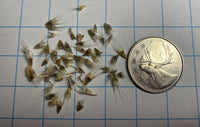 Blanketflower Seeds