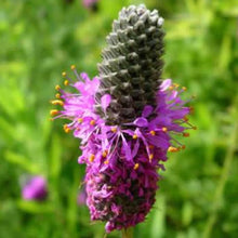 Load image into Gallery viewer, Purple Prairie Clover Seeds