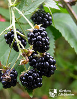 Wild Blackberry Seeds