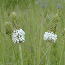 Load image into Gallery viewer, White Prairie Clover Seeds
