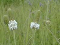 White Prairie Clover Seeds