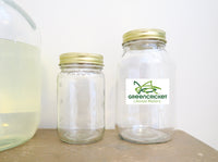 Green Cricket Hand + Body Lotion