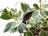 4" Ficus Triangularis Variegata
